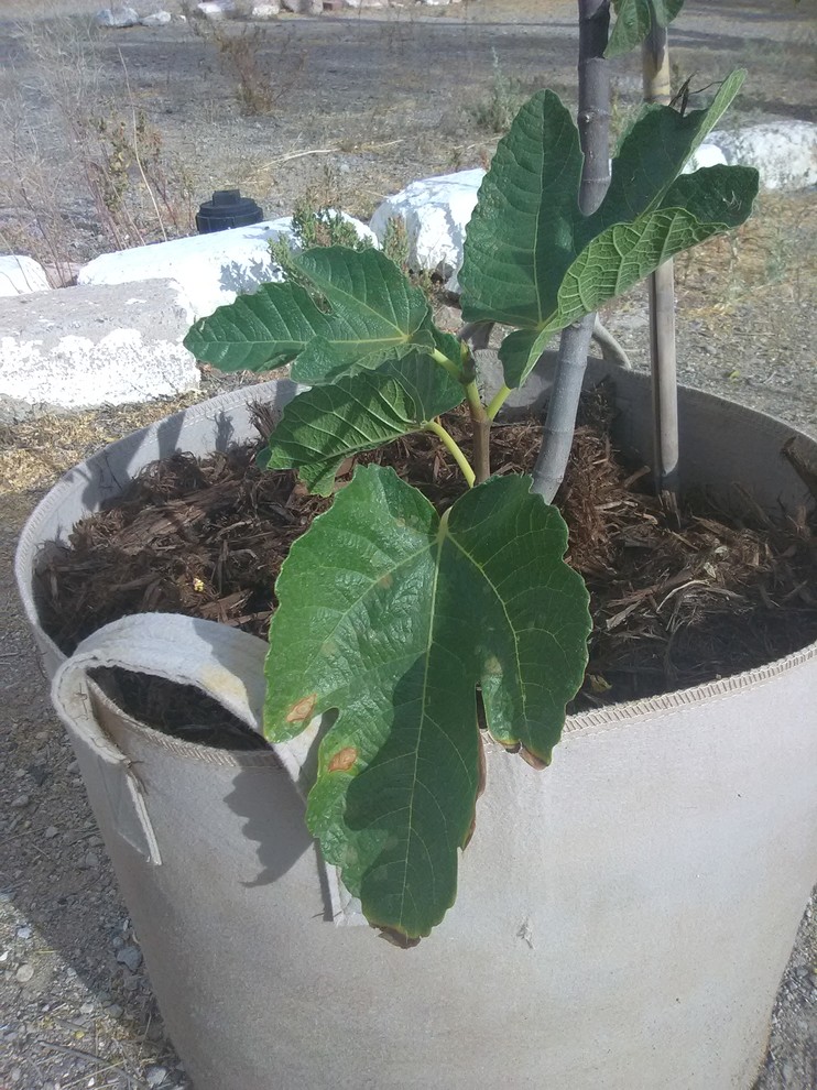 need help with sick fig tree