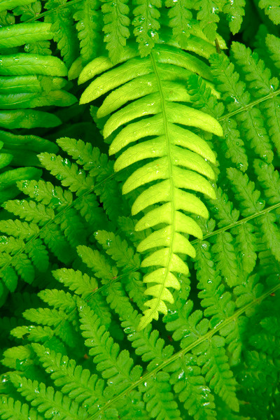 "Intertwined Ferns" Art Print, Aluminum Dibond, Small