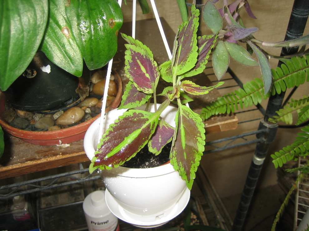 HELP! New coleus drooping after potting!