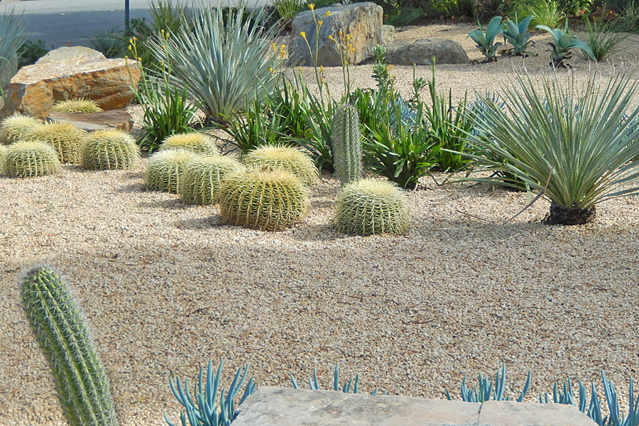 Photo of a large front yard xeriscape in San Francisco with concrete pavers.