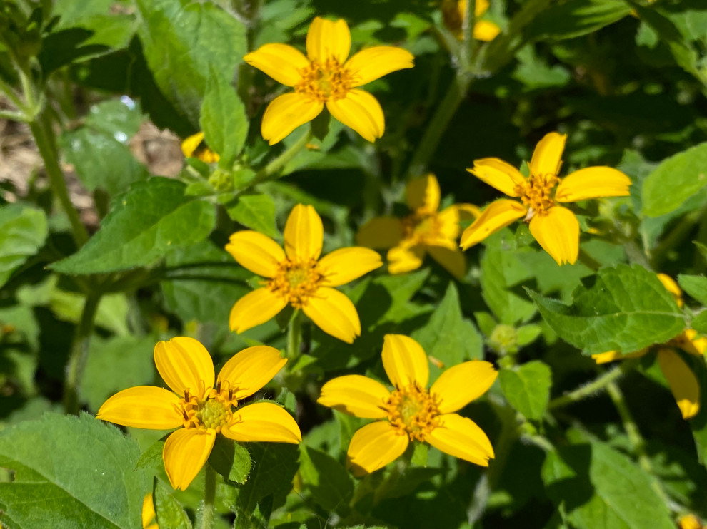 Favorite Plants