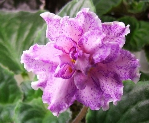 The most beautiful African violet in the world?