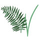 Wild Fern Window Furnishings