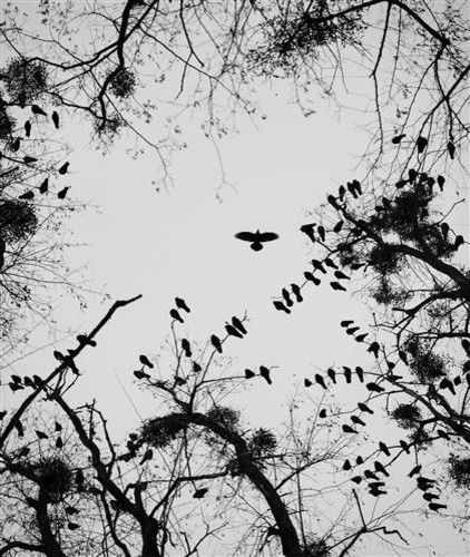 BIRDS by Talia Rainyk
