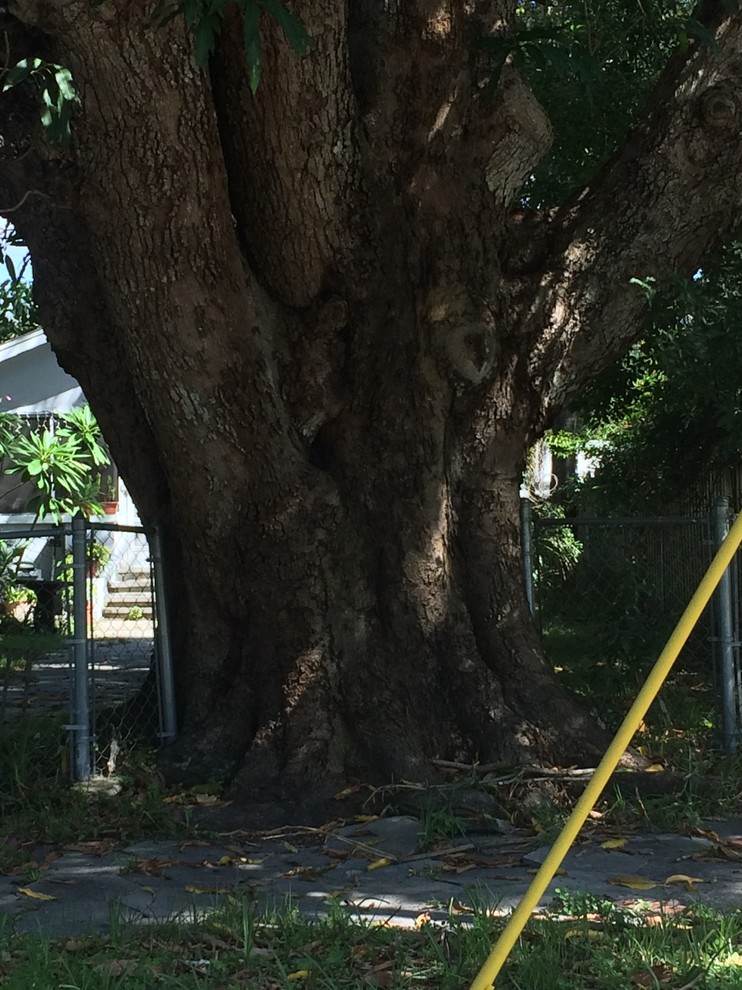 Huge mango tree central Florida