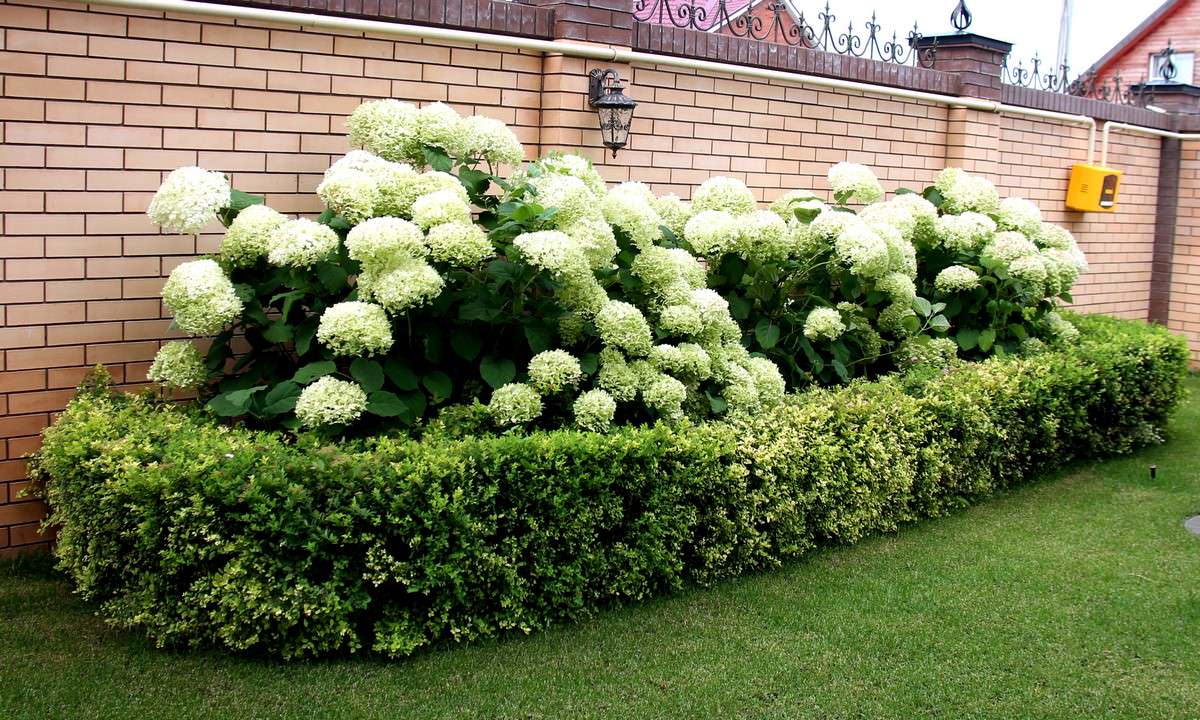 Сад Семьи К.