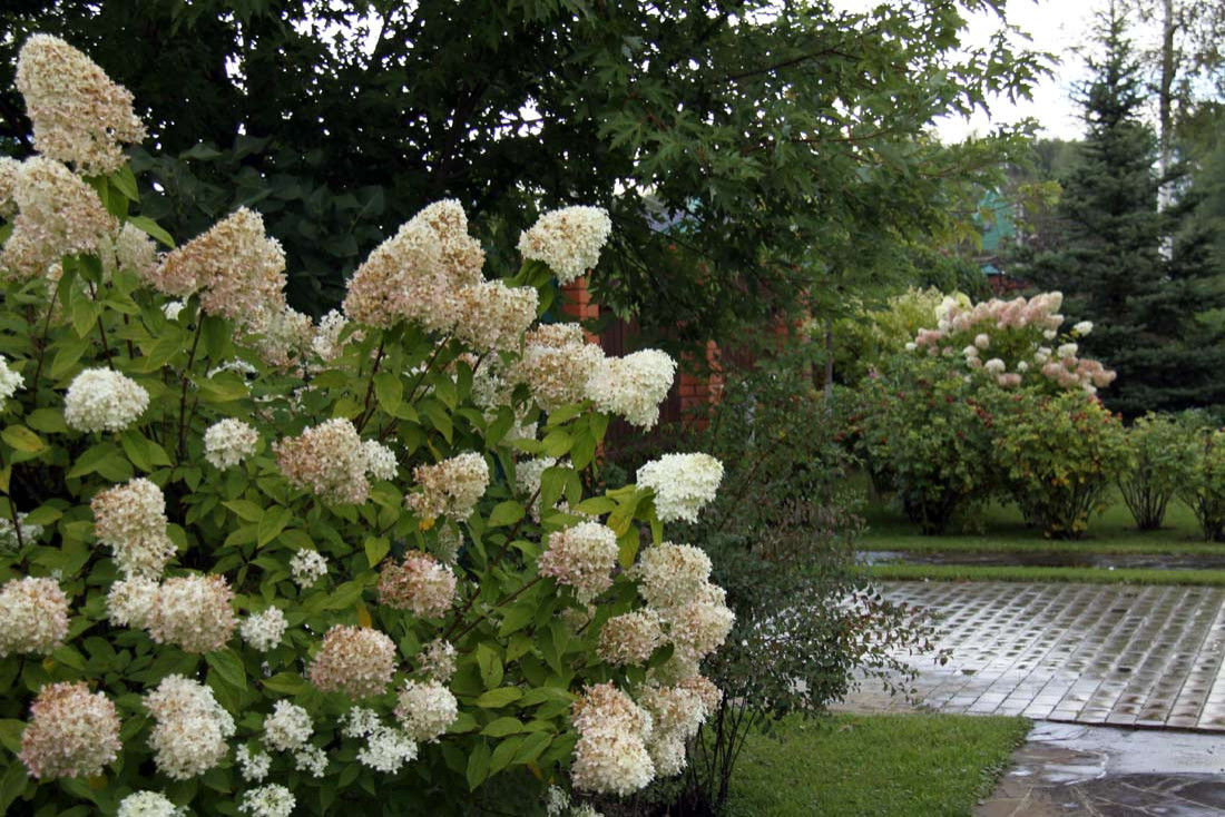 Сад сезонов в Вороново