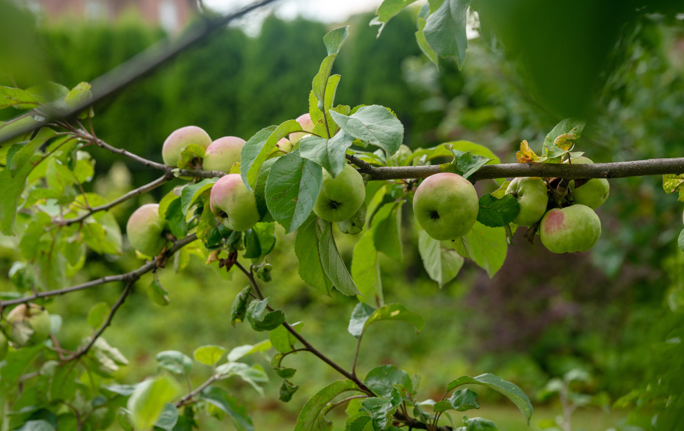 Проект Сада  в "Бельгийской деревне "