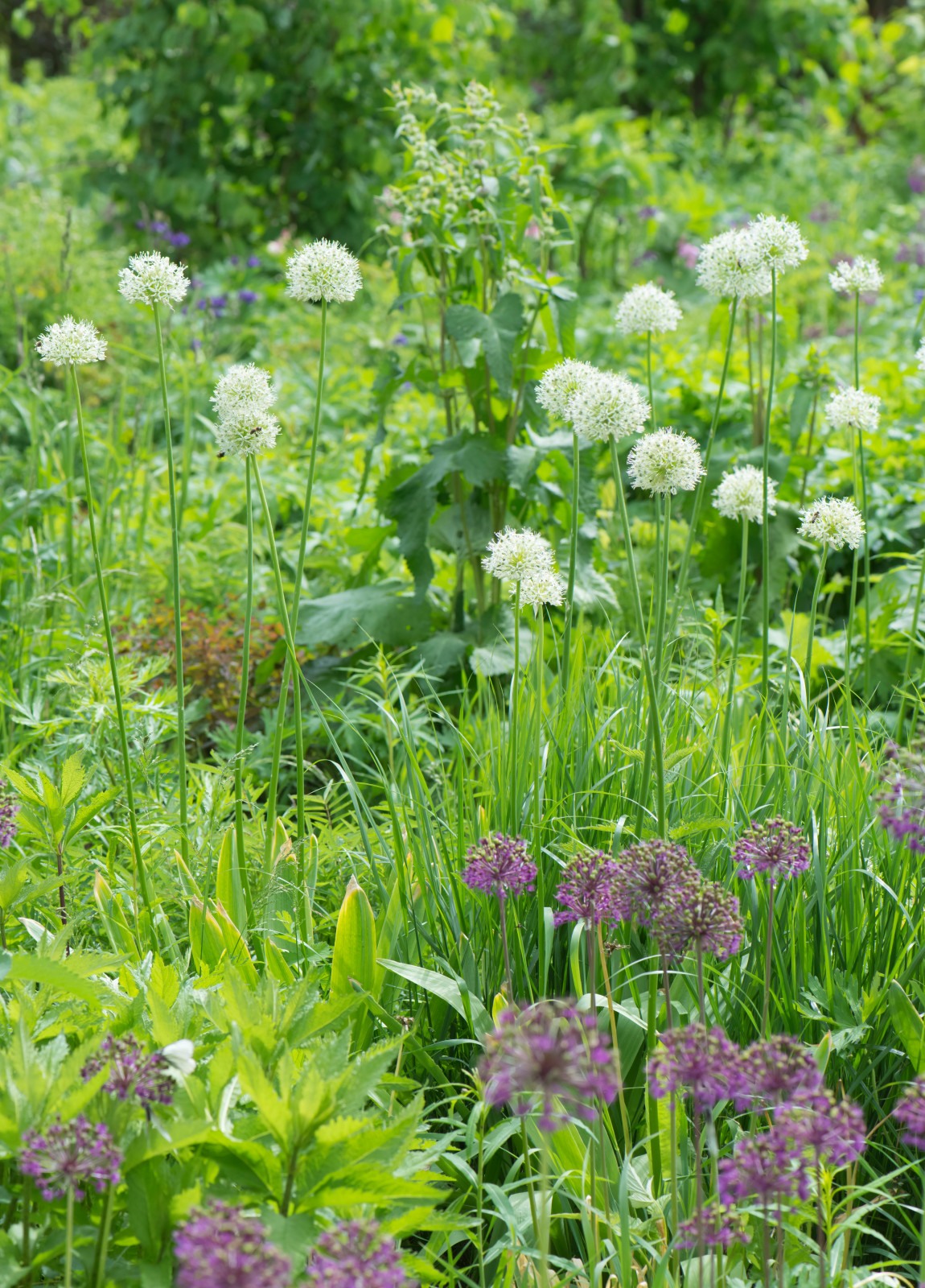 Большой сад в пригороде