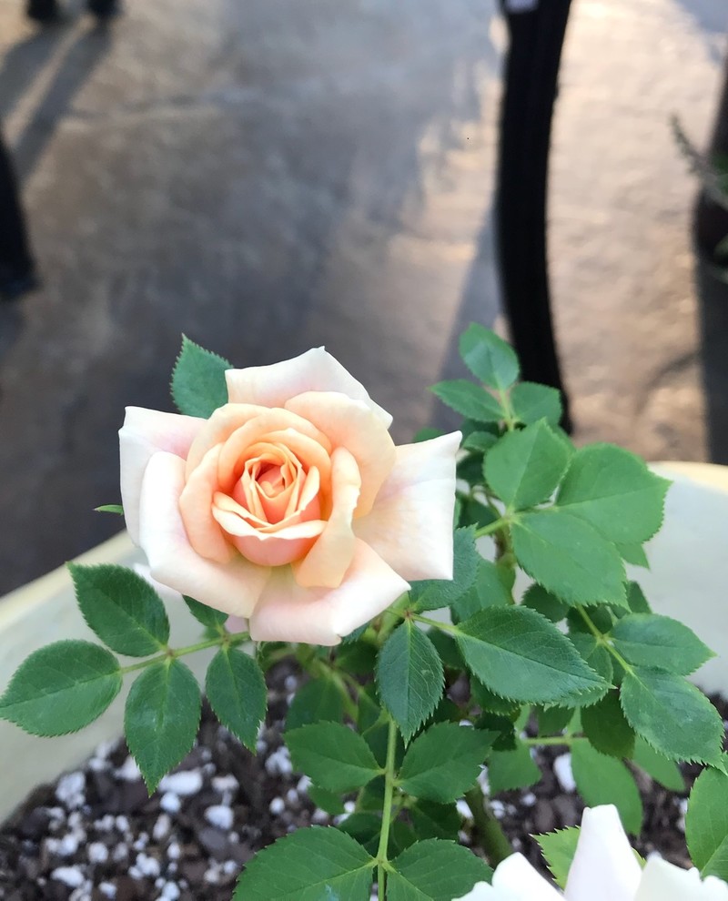 Best Minis/Mini Floras?