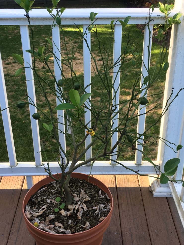 Meyer Lemon Tree Dropping Leaves!