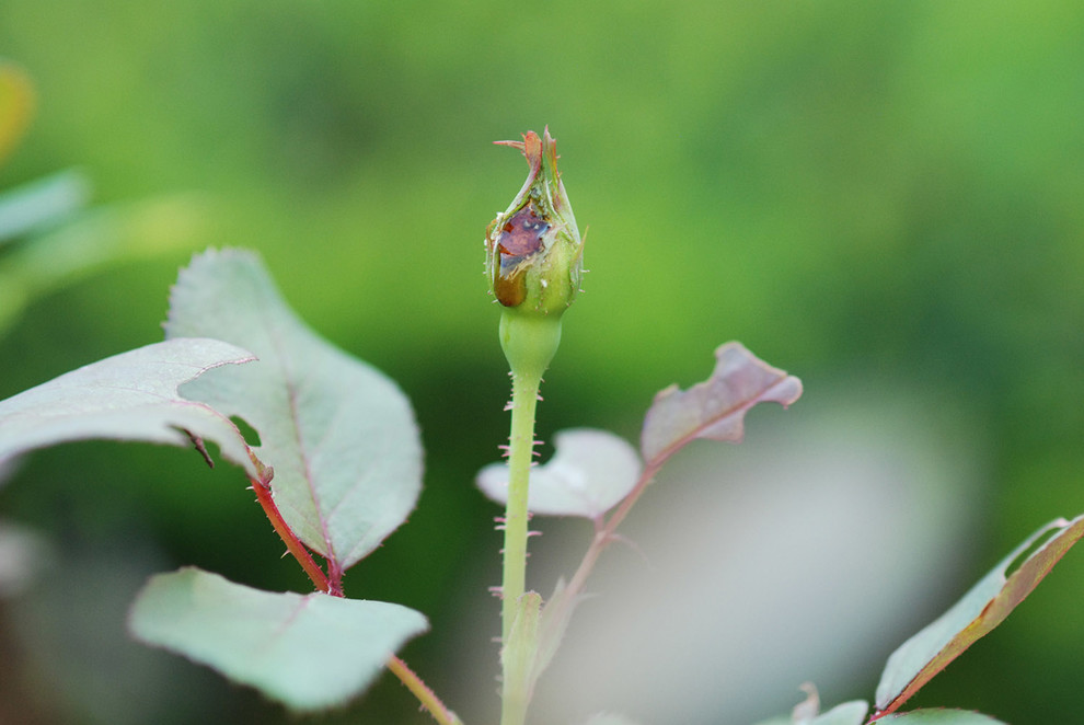 Why are my rose buds crying?