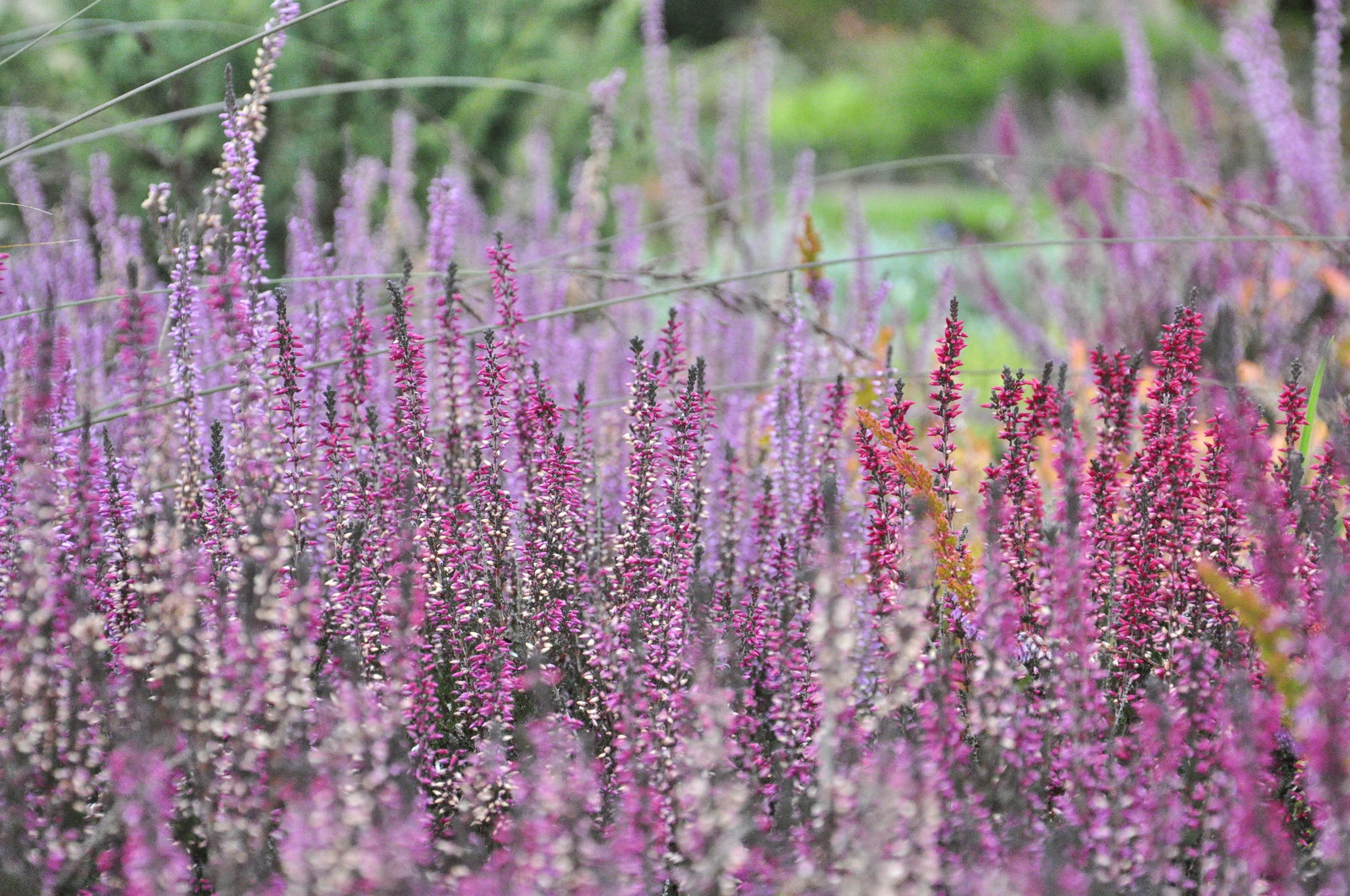 д. Коровино - Уход за садом - 100% качество