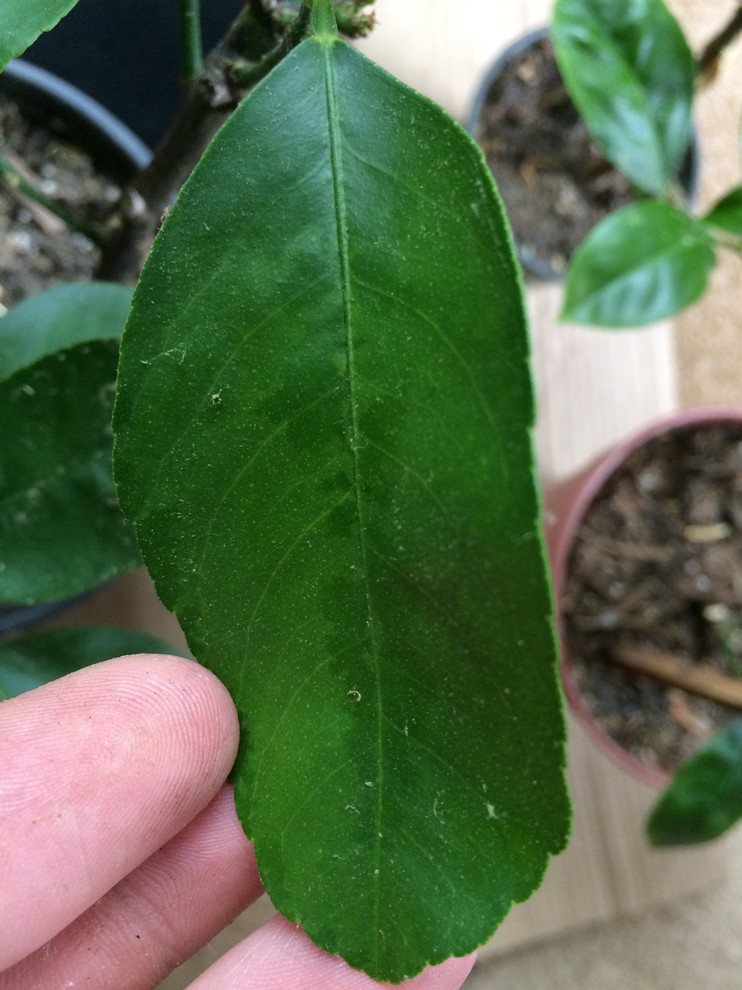 Dark Green Spots on Leaves