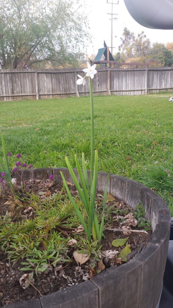 Paperwhites Growing and transplanting outdoors