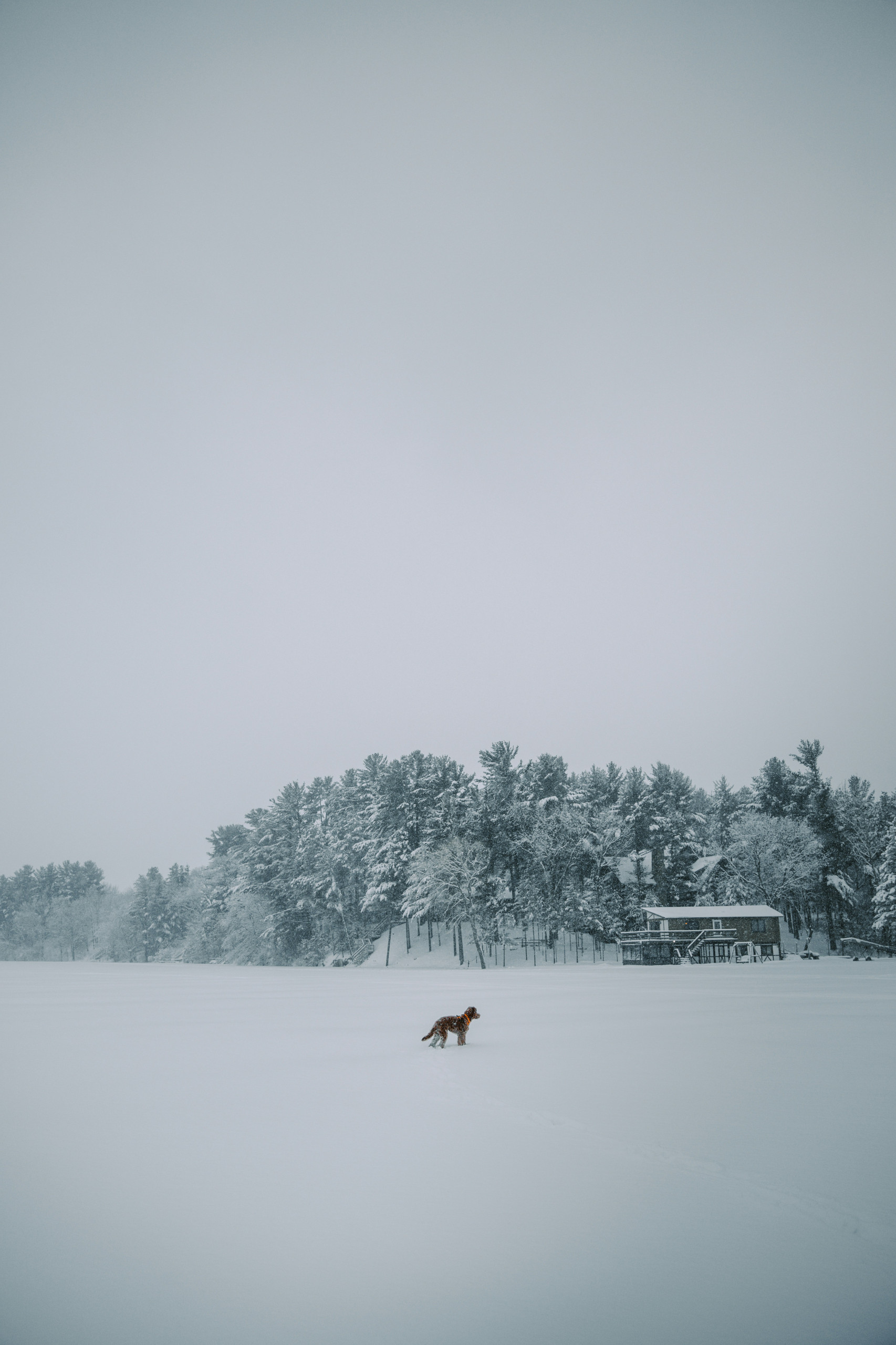 brown dog on snow covered frozen lake with trees and homes in the background