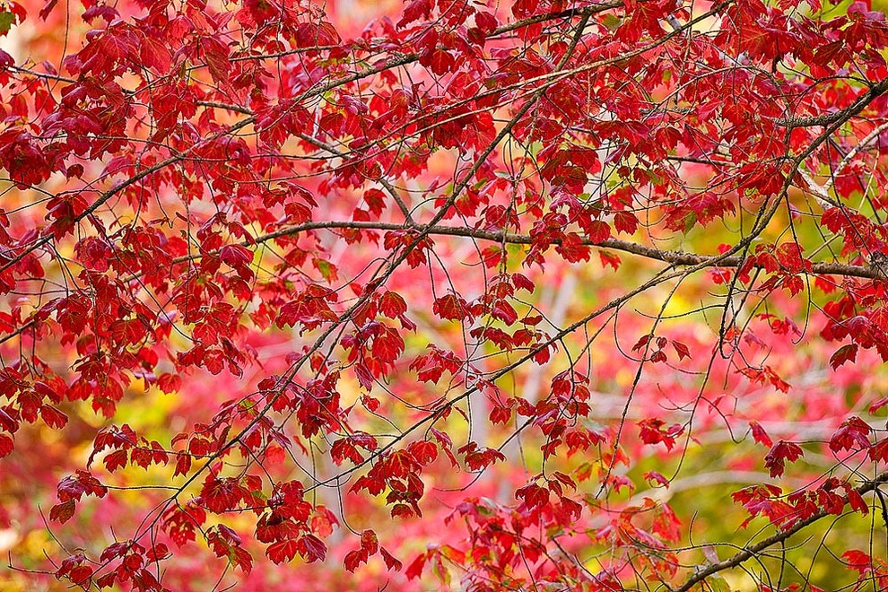 Fall Colors of Acadia Maine Wallpaper Wall Mural, Self-Adhesive