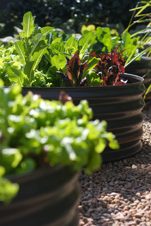 12 Tips to Help You Start an Edible Garden (12 photos)
