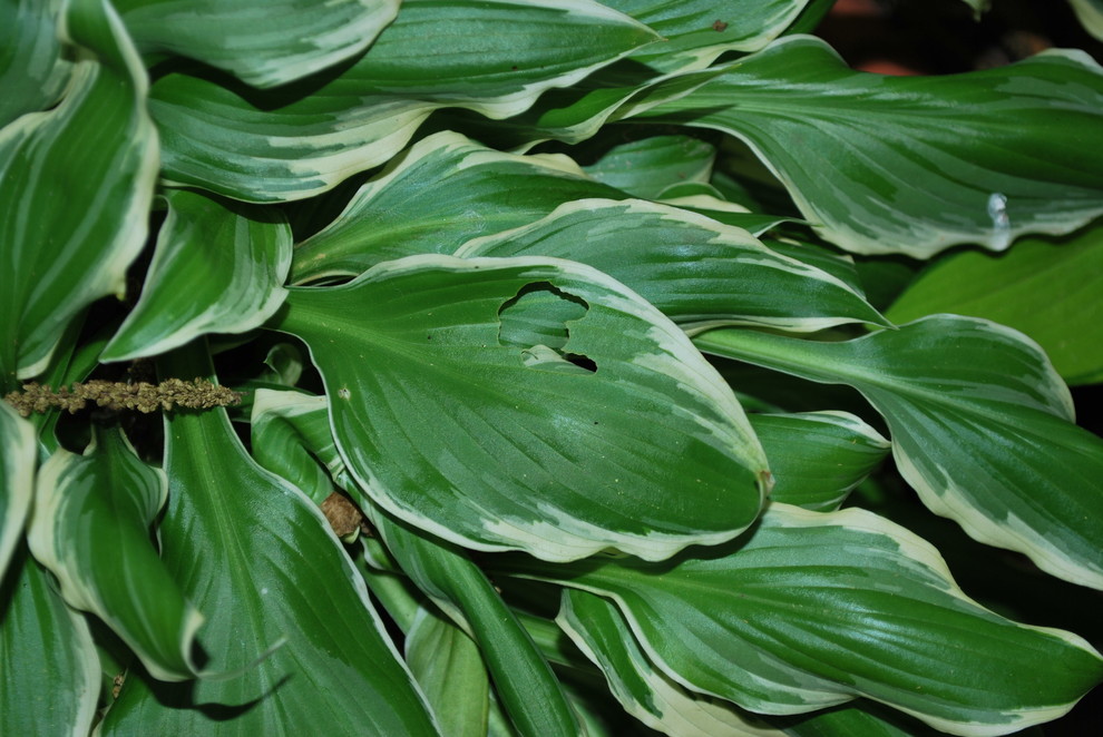 What's eating my hosta