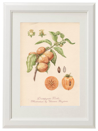 Ботаническая иллюстрация: Хурма