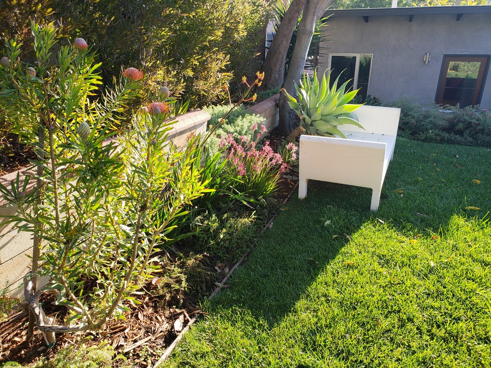 Photo of an australian native modern garden in Los Angeles.
