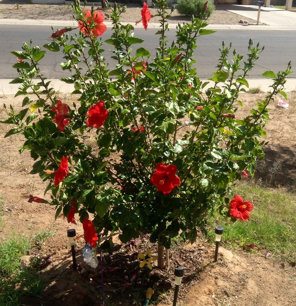 Hibiscus Shrub/tree