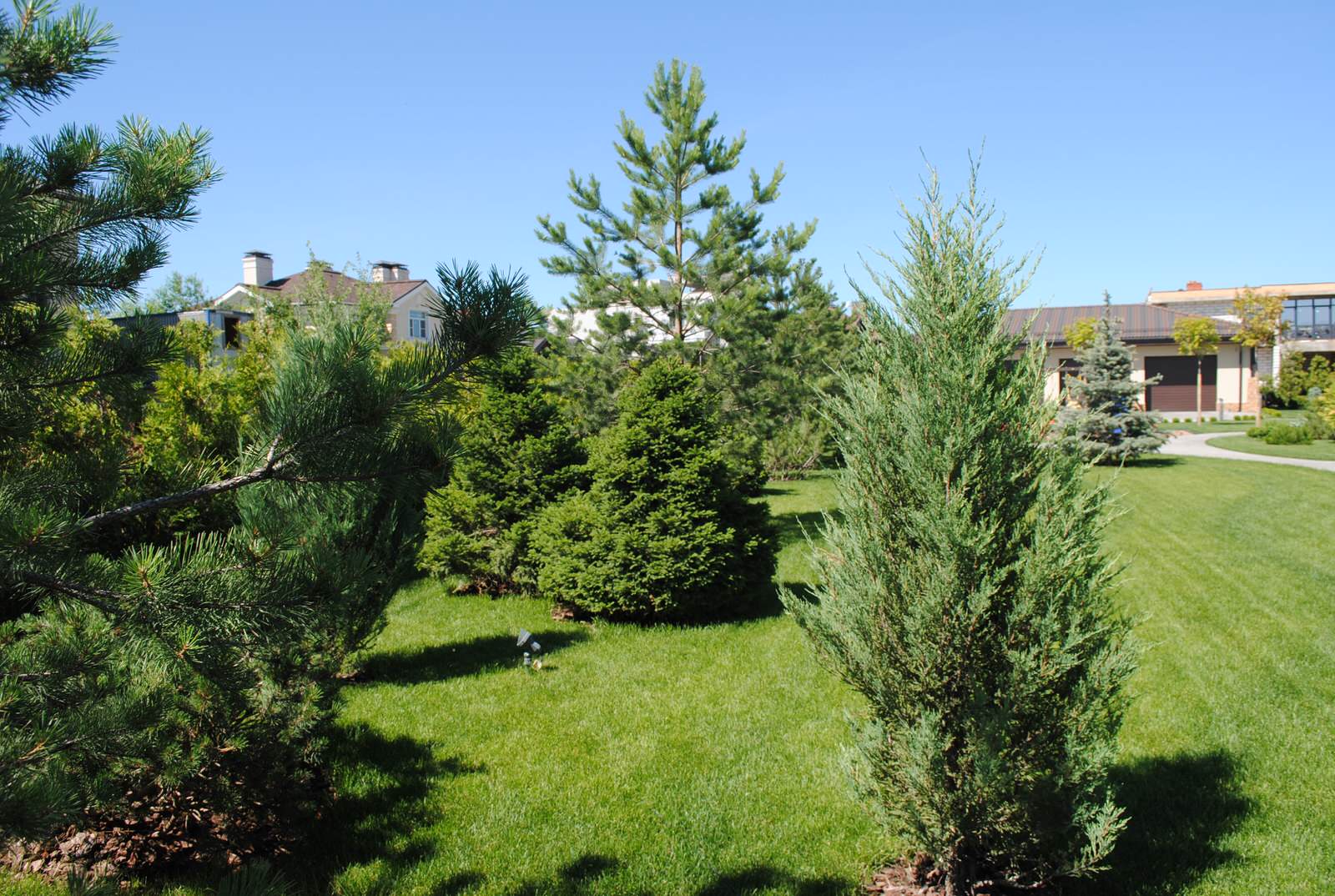 Сад с хвойными растениями