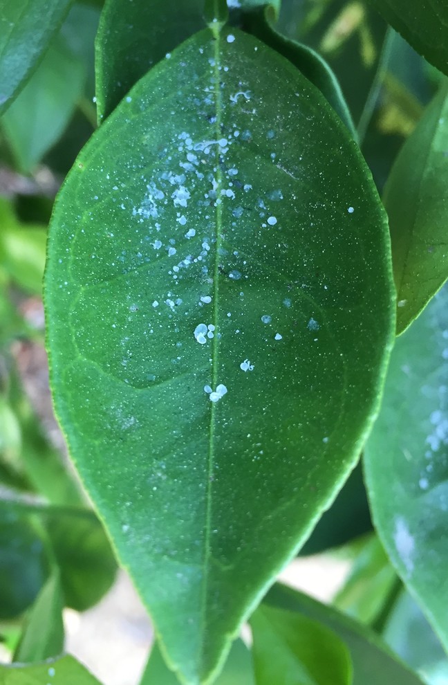 Sticky white granules on my citrus leaves