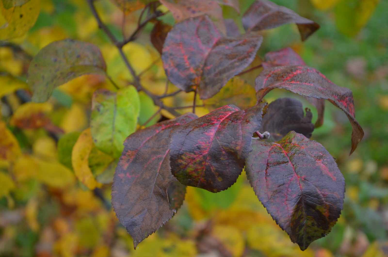 Садовый участок - осень