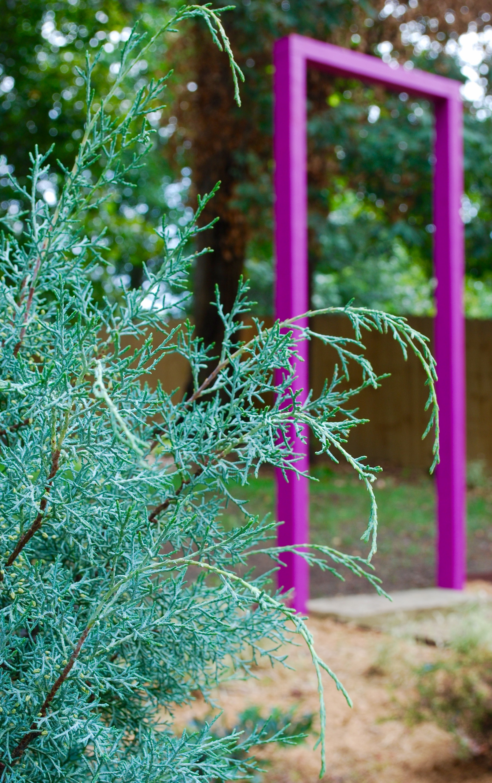 Arizona cypress with violet arbor