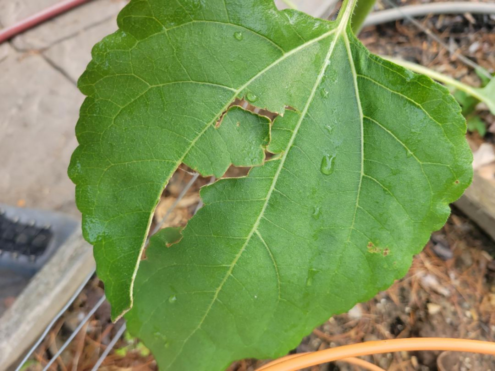What is eating my sunflower leaves?