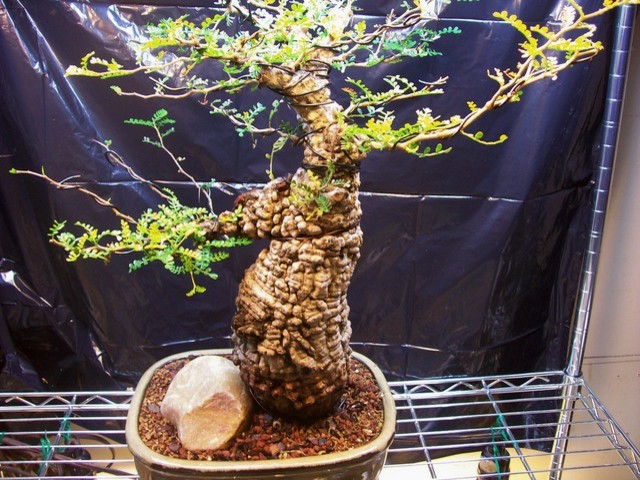 terrassendielen holz bambus aMbooo Bambus Terrassendiele Desaro 