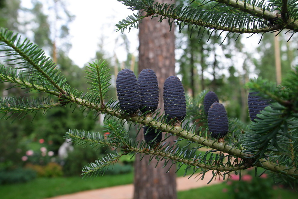 Чисты пруды