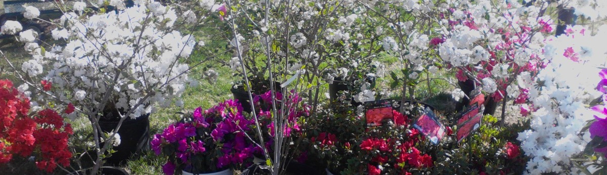 Colebrook Nursery Tulsa Ok Us 74107