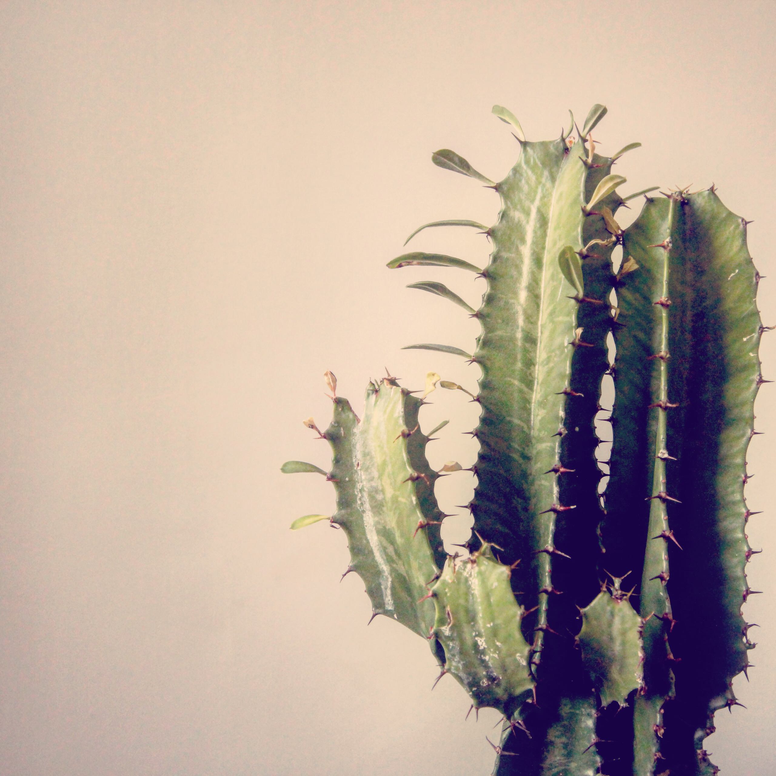 Cactus