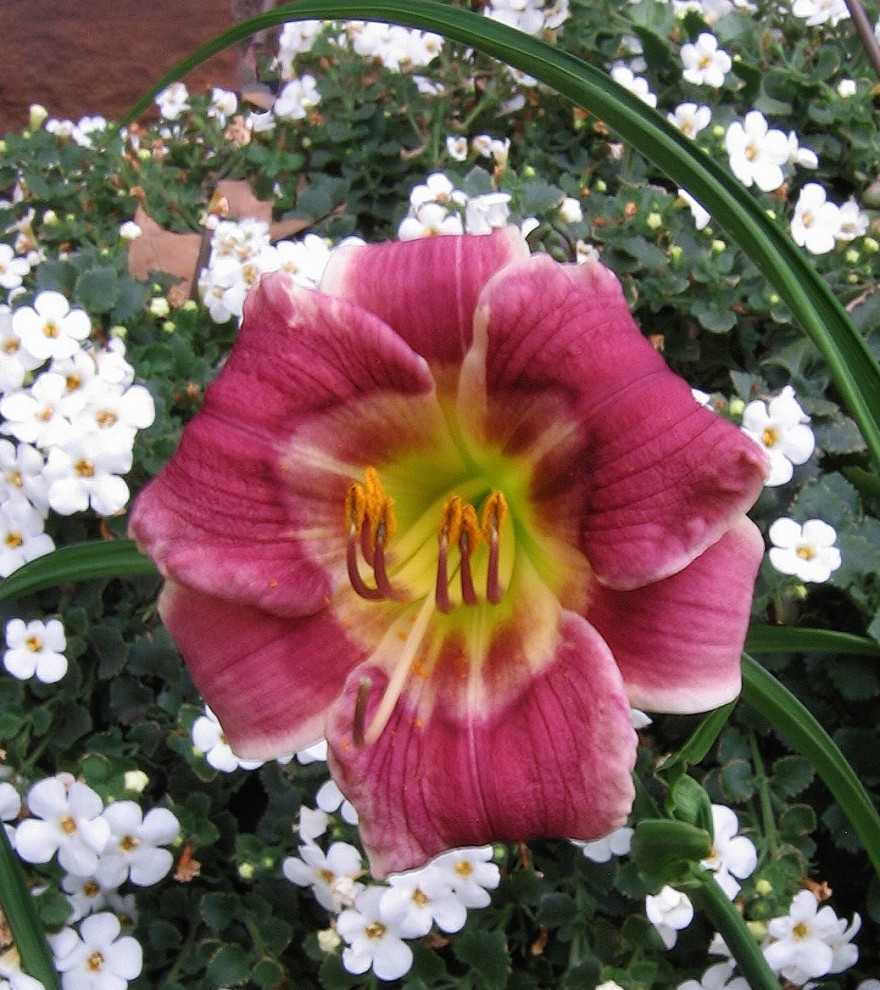 First bloom goes to..... | Houzz Forum