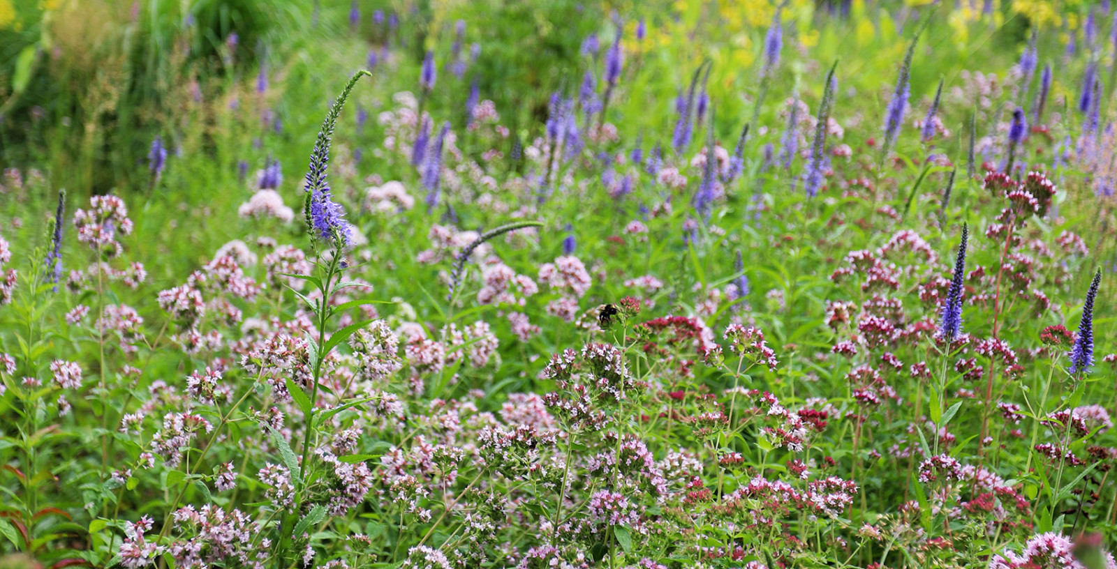 Лес и огород