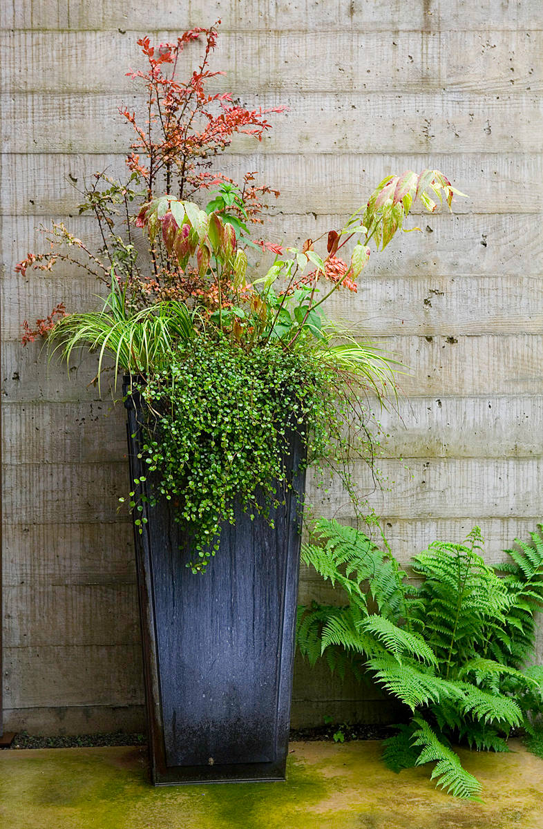 The Secret Formula for Grouping Plants in a Pot