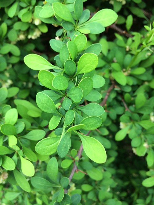 What is the foulsmelling bush?