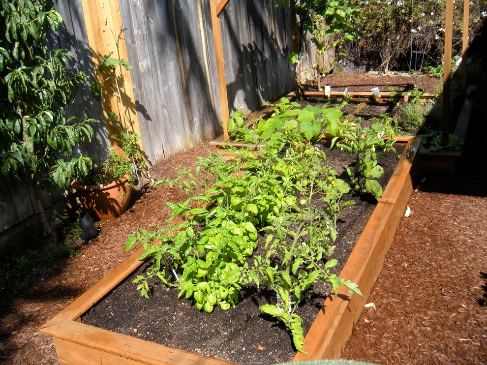 This is an example of a mid-sized traditional backyard full sun garden in Los Angeles with a container garden and mulch.
