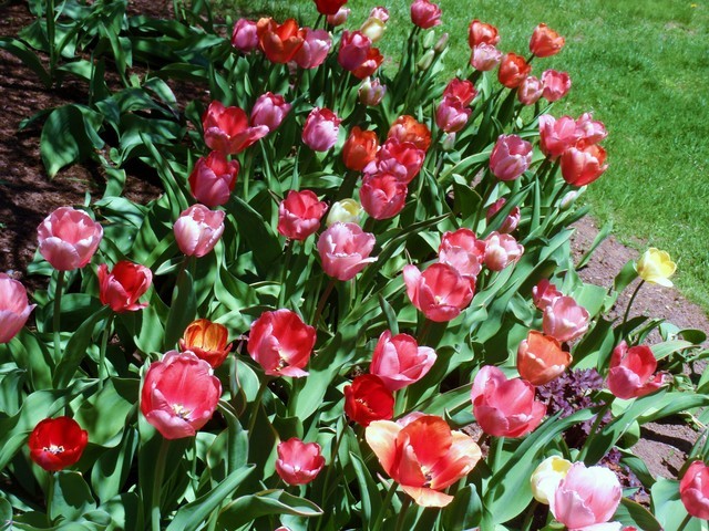 Spring Has Spring Finally Spring has finally sprung