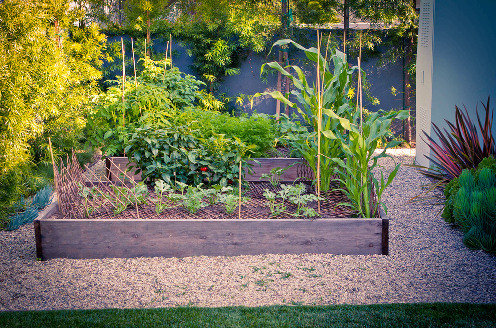 This is an example of a small modern full sun backyard vegetable garden landscape in Los Angeles.