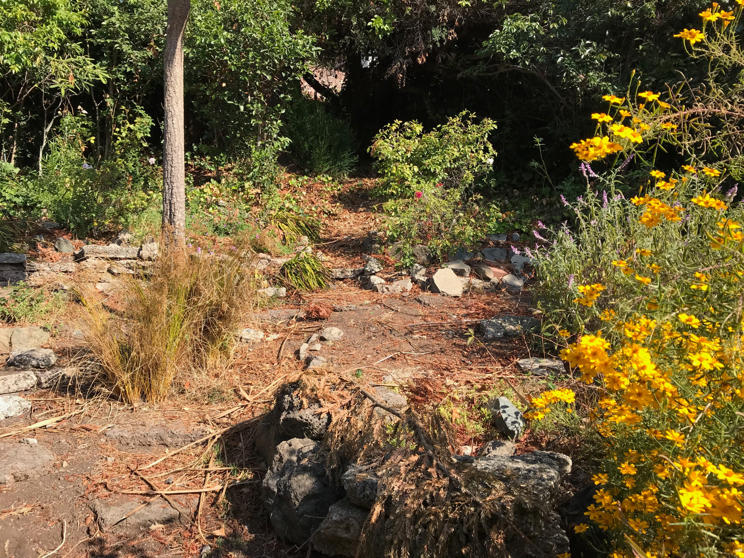 Before: Overgrown Garden from Above
