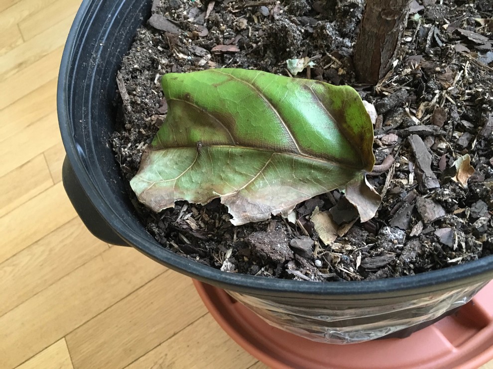Fiddle leaf fig tree dropping leaf and developing more brown spots