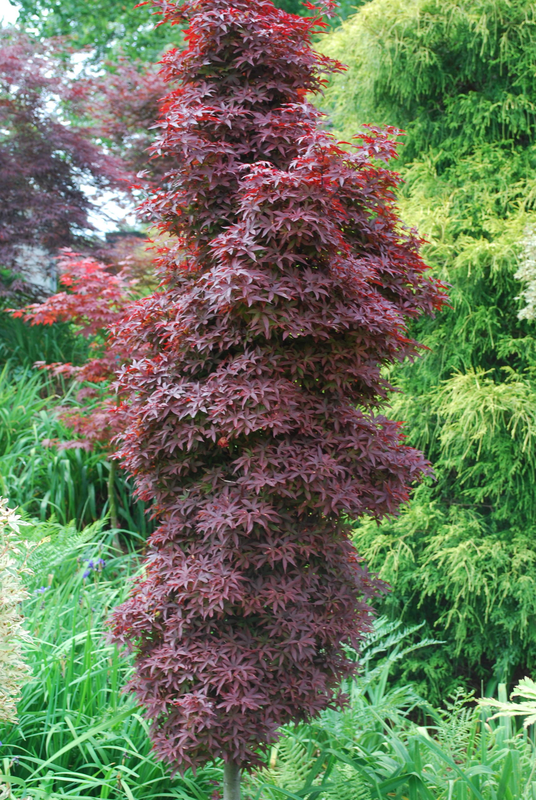 Twombly's Red Sentinal Japanese maple