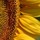 Last commented by Irina Kravchuk