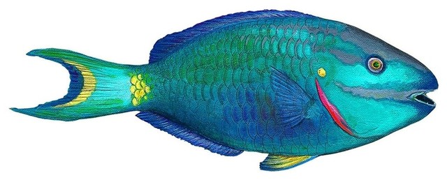 Parrotfish Wall Decal