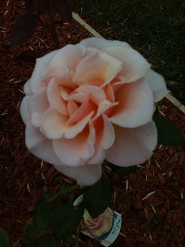 How long does a flower last