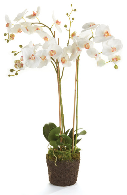 Phalaenopsis 31