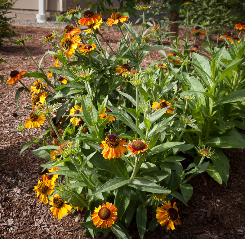 This is an example of a landscaping in Seattle.